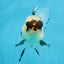 Panda Button Eyes Oranda Male 4-4.5 inches #0913OR_04