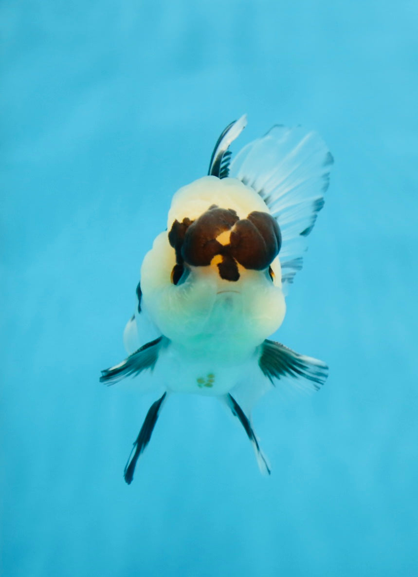 Panda Oranda macho de ojos de botón de 4 a 4,5 pulgadas n.° 0913OR_04