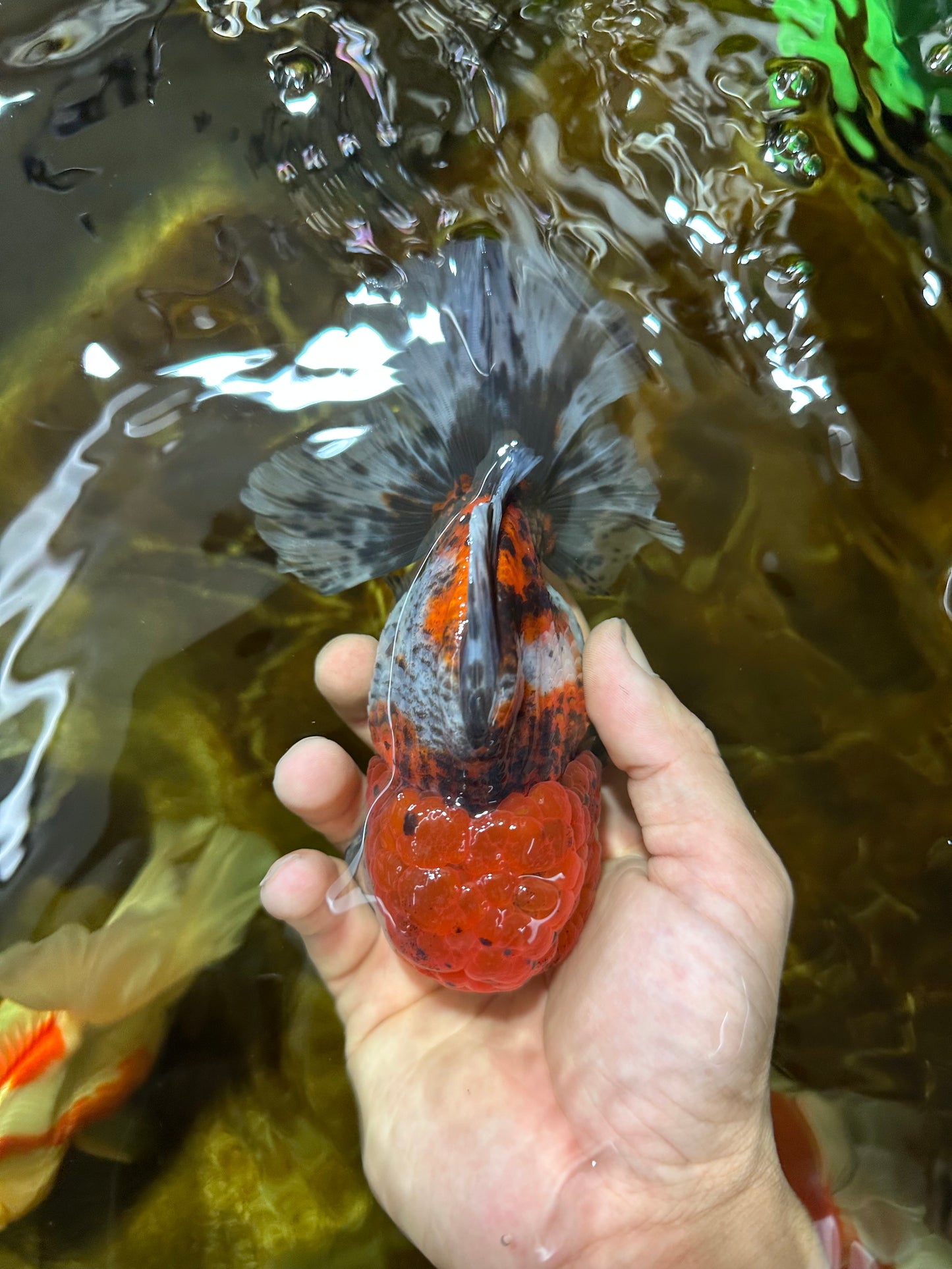 AAA Grade CHUBBY Calico Oranda Male 5.5 inches #082925OR_13