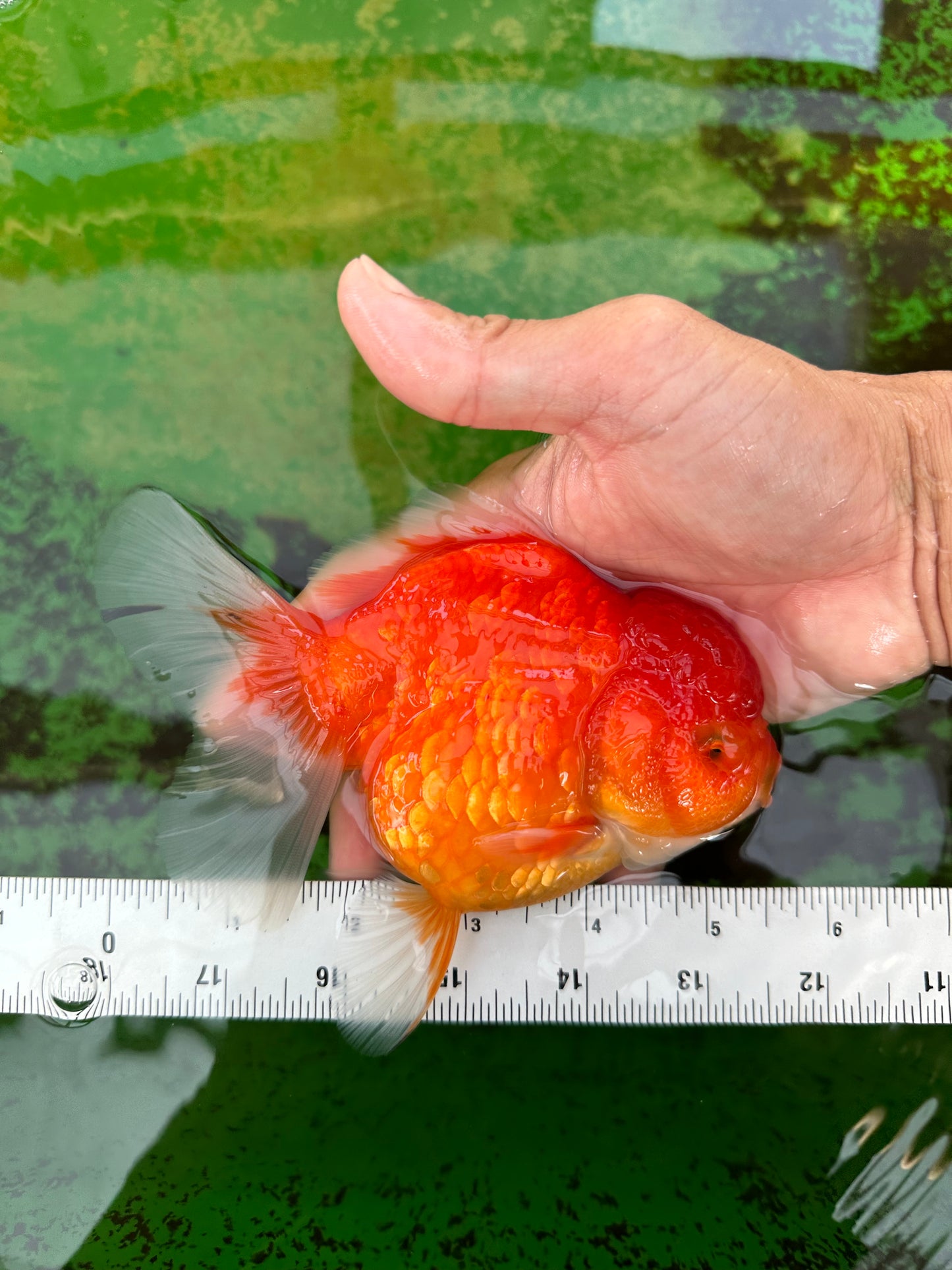 Femelle Sakura Oranda de qualité AAA 5,5 pouces #0712OR_03