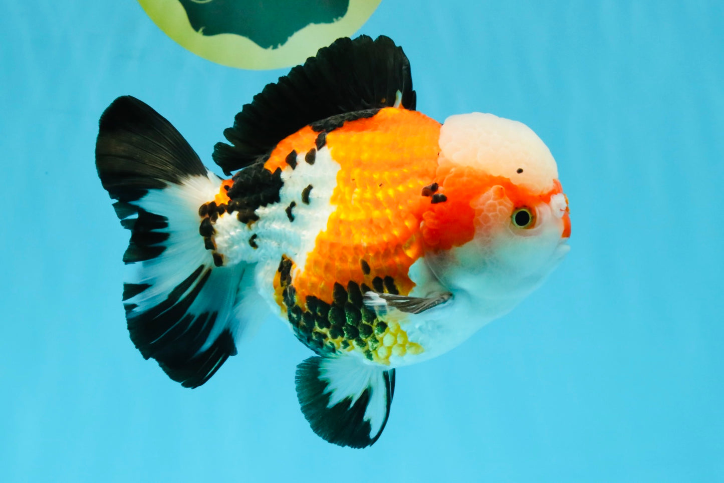 TURKEY AAA Grade Pompom Tricolor Jade Head Yuanbao Male 5.5-6 inches #032726YB_03