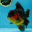 A Grade Apache Oranda Male 5.5-6 inches #060625OR_30