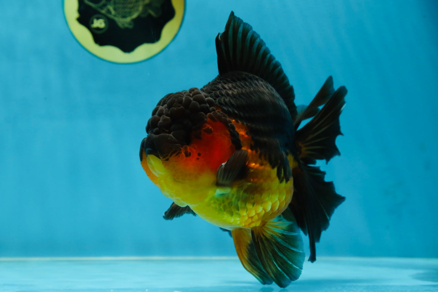 A Grade Apache Oranda Male 5.5-6 inches #060625OR_30