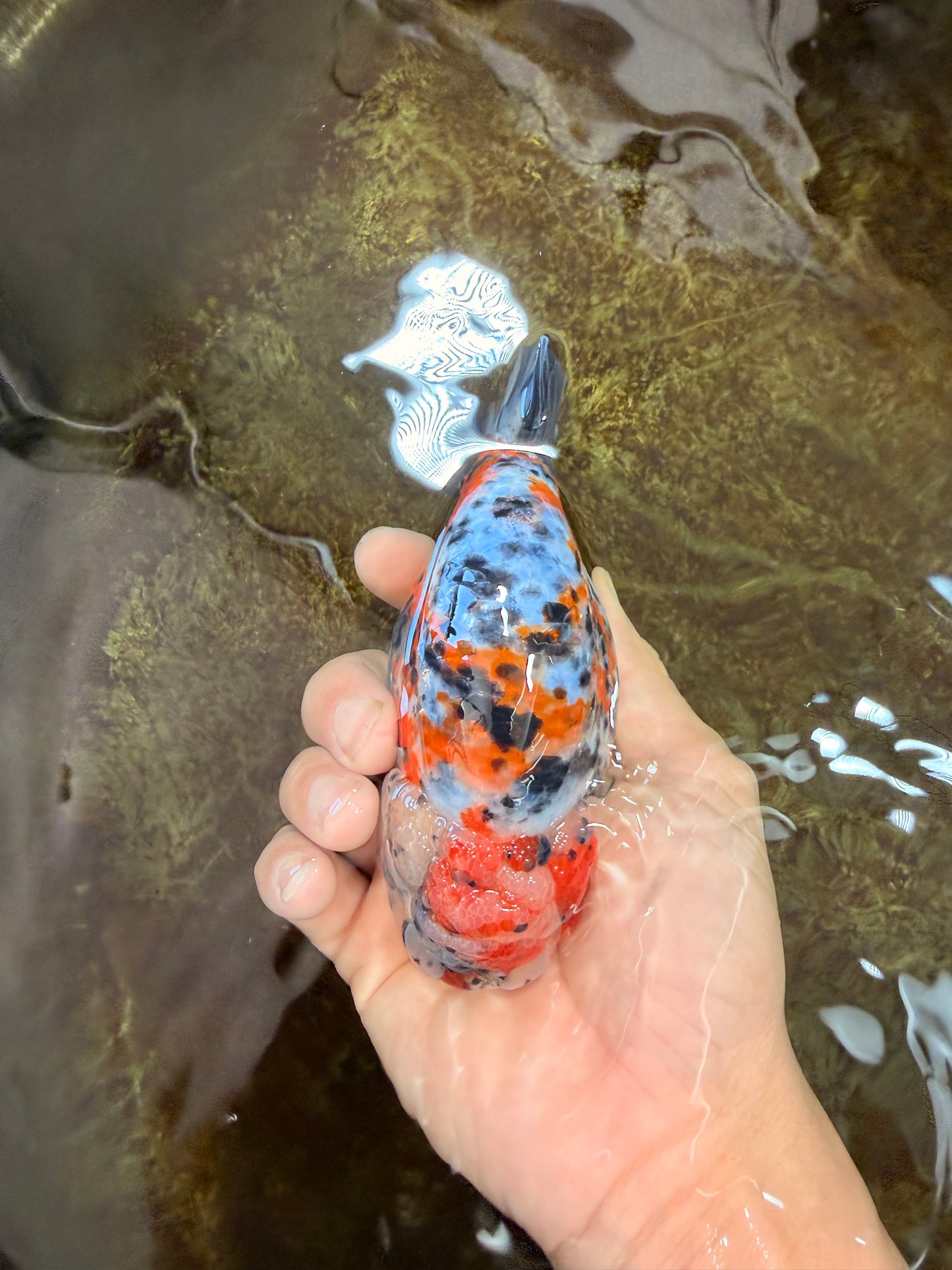 AAA Grade Special Calico LionKing 4.5-5 inches #101025RC_21