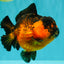 LAVA AAA Grade Apache Yuanbao Female 5.5-6 inches #092526YB_15