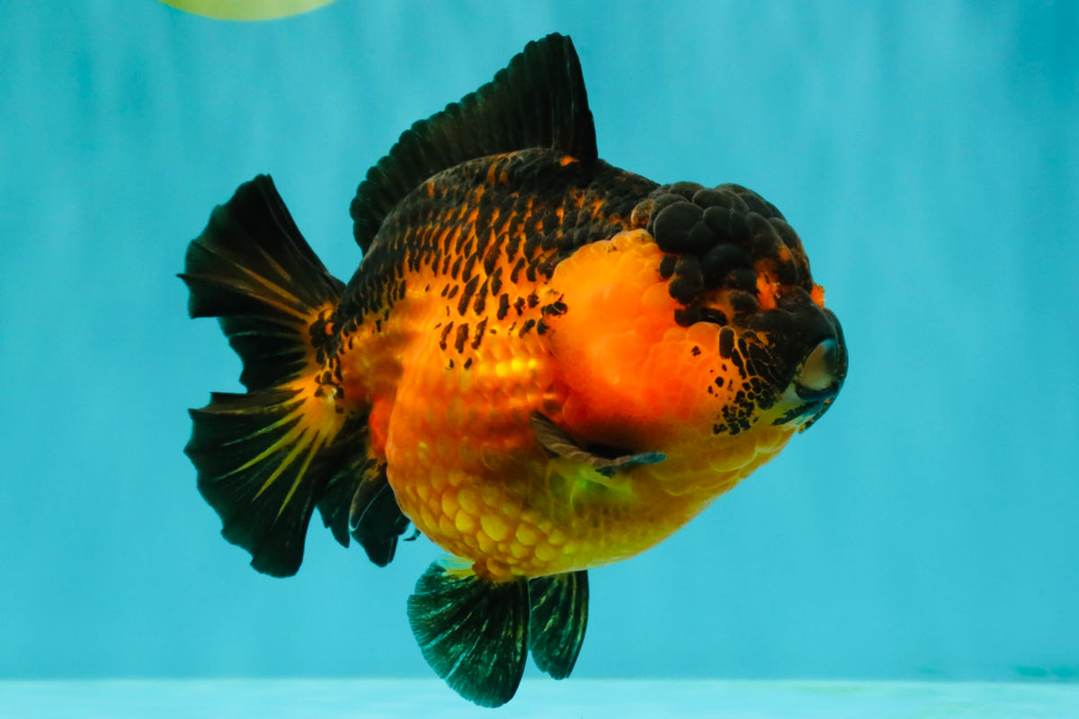 LAVA AAA Grade Apache Yuanbao Female 5.5-6 inches #092526YB_15