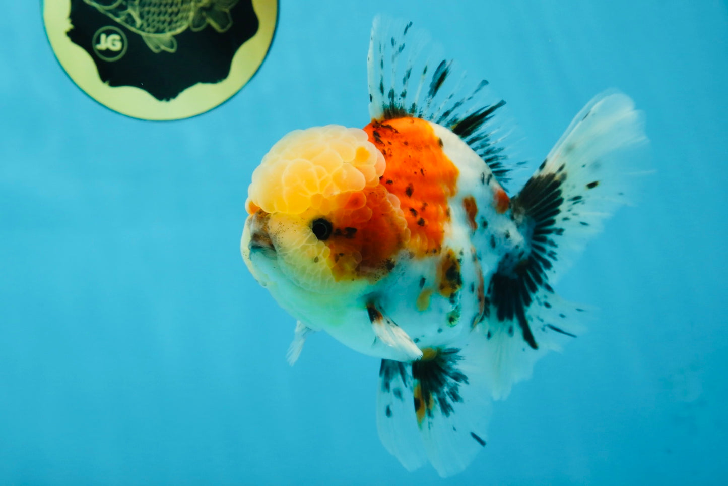 AAA Grade Godzilla Pepper Calico Oranda Male 5-5.5 inches #053025OR_27