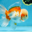 SUPER CUTE AAA Grade Red White Oranda Male 6 inches #082225OR_08