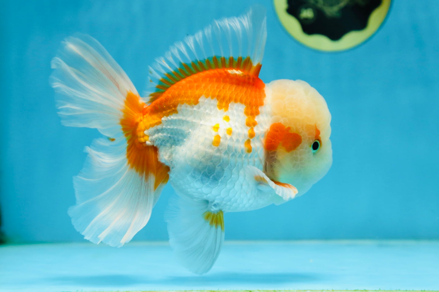 SUPER CUTE AAA Grade Red White Oranda Male 6 inches #082225OR_08