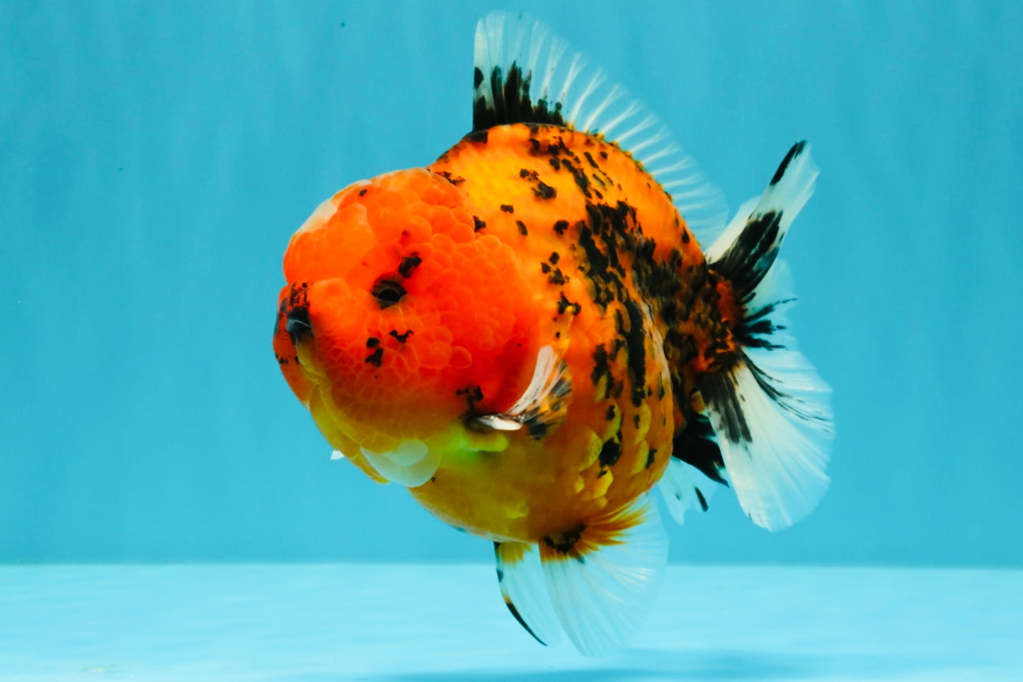 AAA Grade Godzilla Tiger Yuanbao Male 5-5.5  inches #031326YB_21