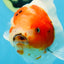 AAA Grade CHUNKY Sakura Oranda Female 6-6.5 inches #080825OR_15