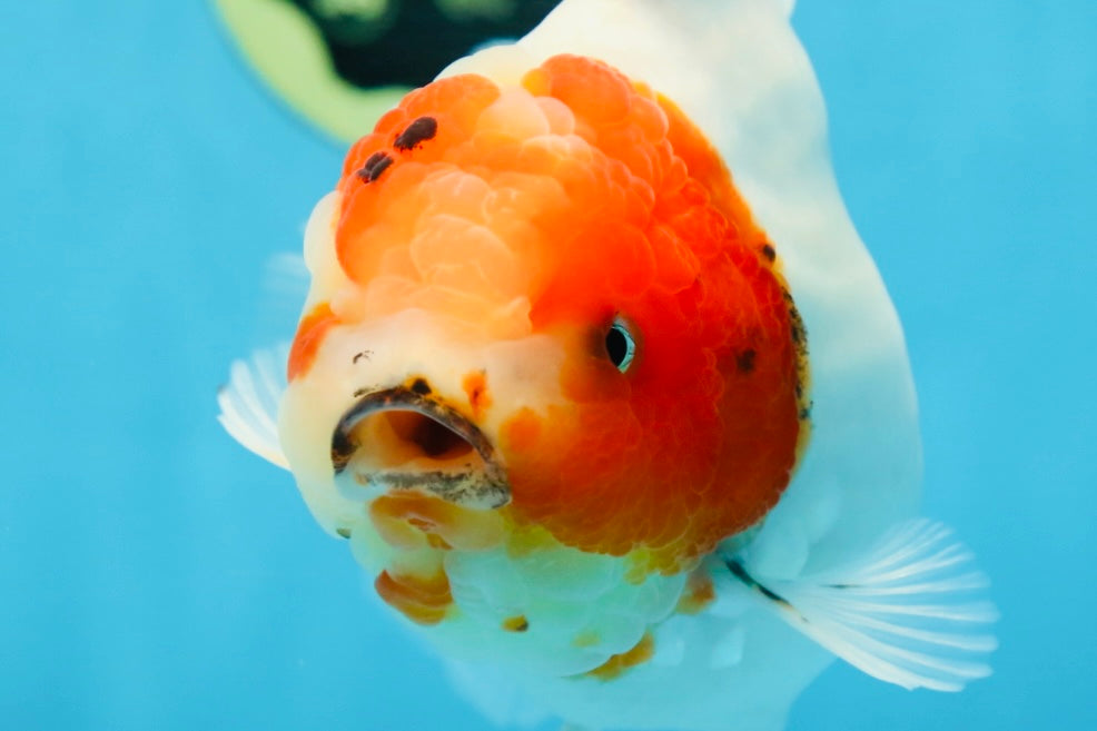 AAA Grade CHUNKY Sakura Oranda Female 6-6.5 inches #080825OR_15