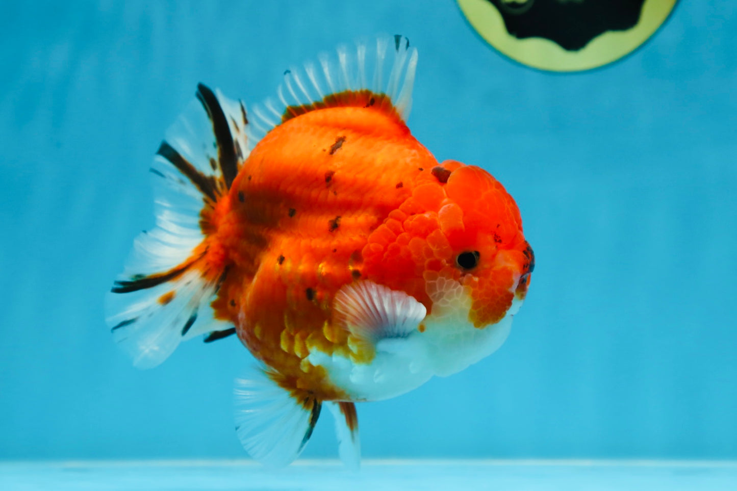 AAA Grade Godzilla Sakura Yuanbao Male 5 inches #080125YB_13