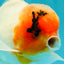 A Grade Sakura Oranda Male 6-6.5 inches #071026OR_32