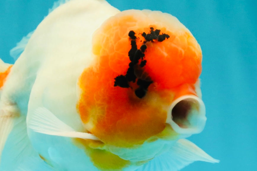 A Grade Sakura Oranda Male 6-6.5 inches #071026OR_32
