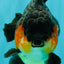 AAA Grade Apache Yuanbao Male 4.5-5 inches #072426YB_24