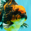 CHUNKY AAA Grade Broadtail Tiger Oranda Male 7-7.5 inches #071026OR_02