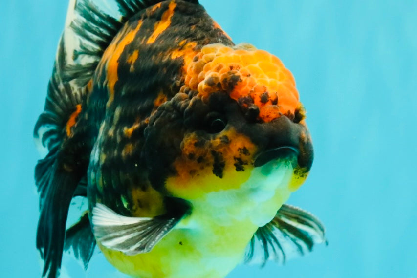 CHUNKY AAA Grade Broadtail Tiger Oranda Male 7-7.5 inches #071026OR_02