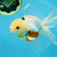 A Grade Tricolor Oranda Male 5.5 inches #070425OR_15