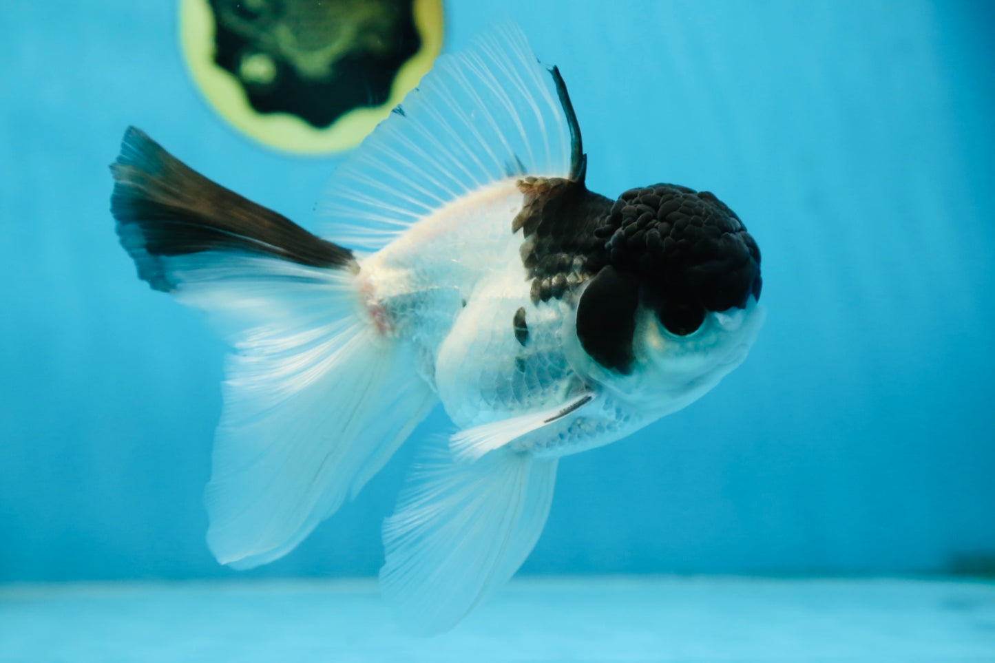 Panda Oranda Male 5.5 inches #090525OR_16