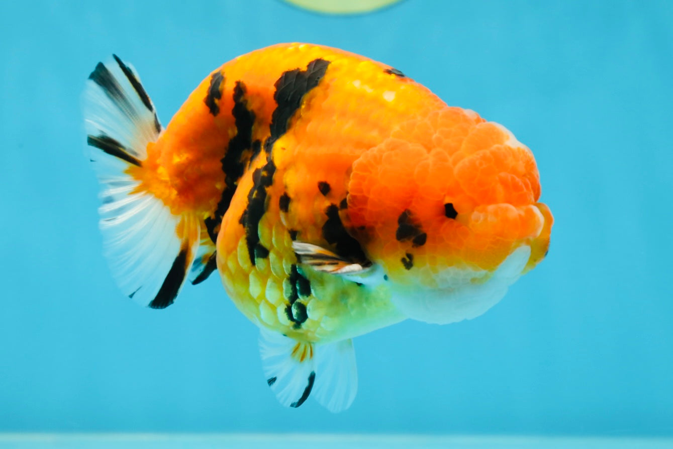 AAA Grade Tiger LionKing 4.5 inches #060625LC_04