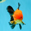 Apache Oranda Male 4.5 inches #032726OR_10
