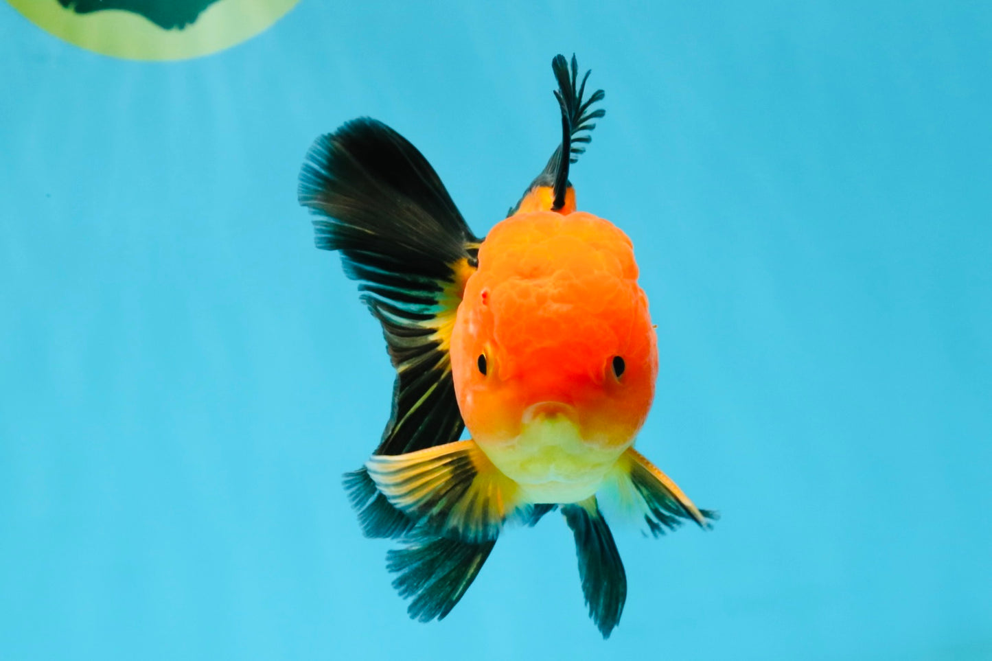 Apache Oranda Male 4.5 inches #032726OR_10