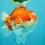 CHUBBY AAA Grade Red White Yuanbao Male 5.5 inches #050826YB_07
