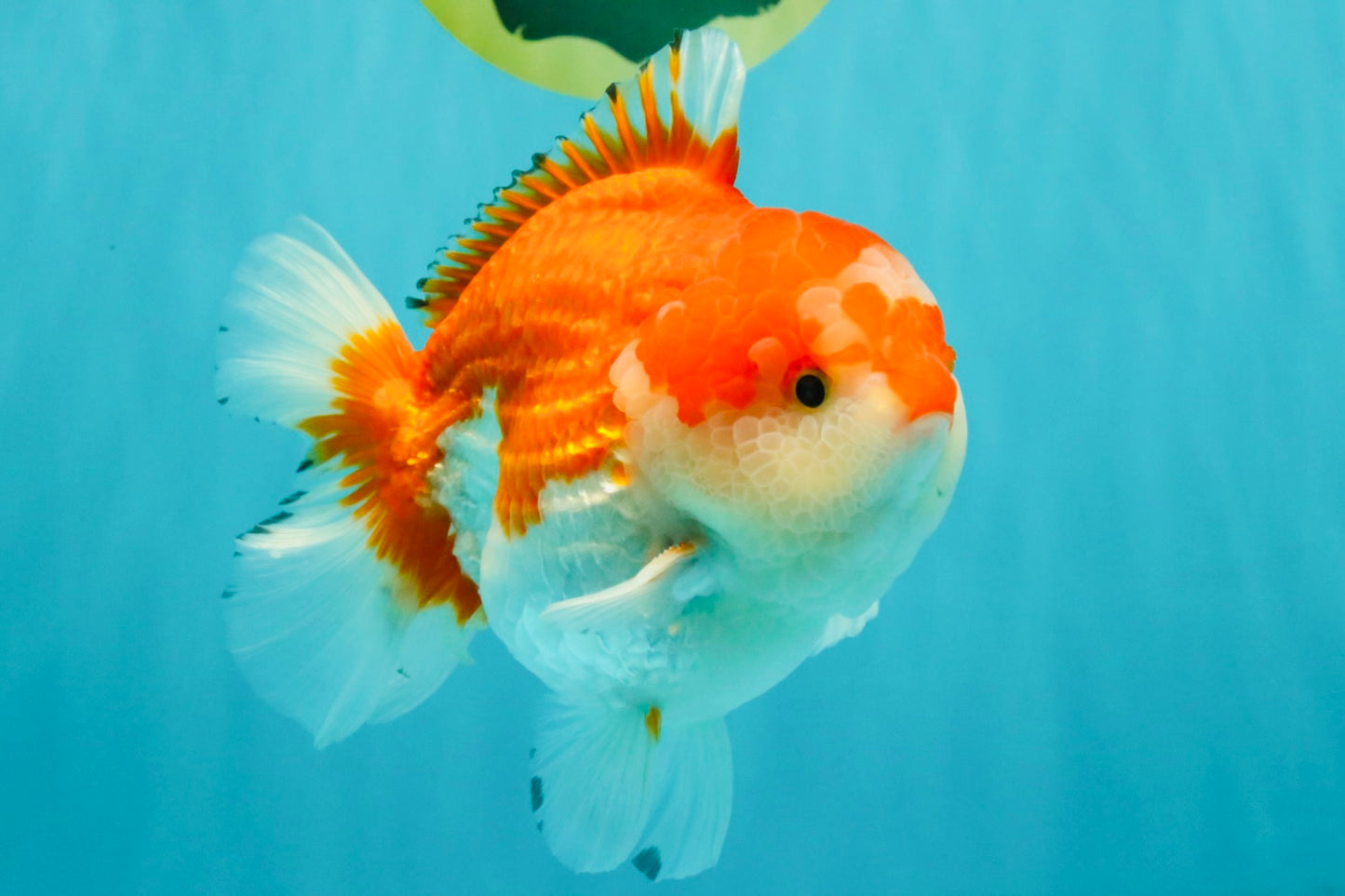 CHUBBY AAA Grade Red White Yuanbao Male 5.5 inches #050826YB_07