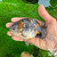 Kirin Ranchu High Back Female 4.5 inches #1004Rc_06