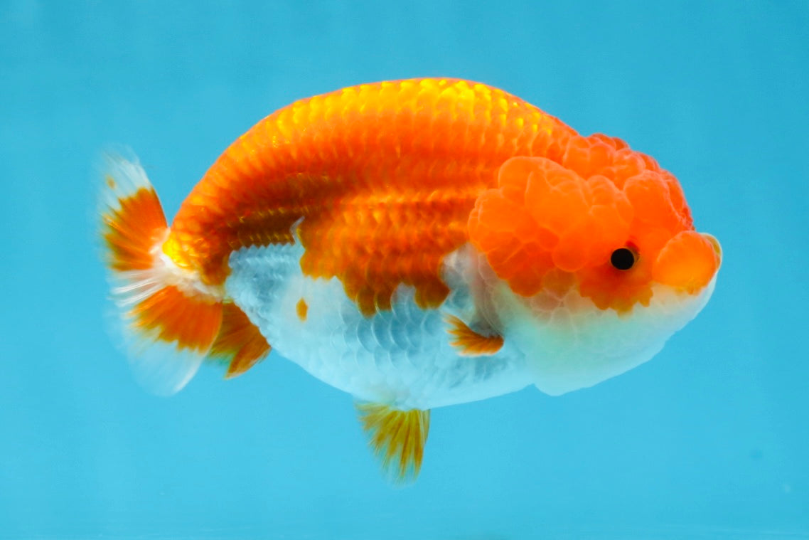 BIG WEN AAA Grade Red White LionQueen 4 inches #101725LC_06