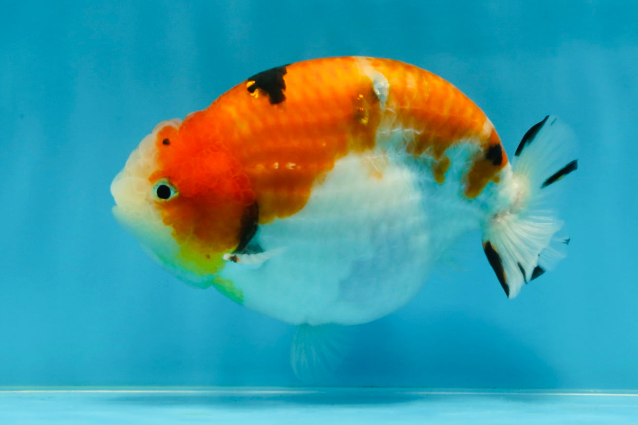 AAA Grade Strong Body Structure Sakura LionKing 5 inches #051625LC_08