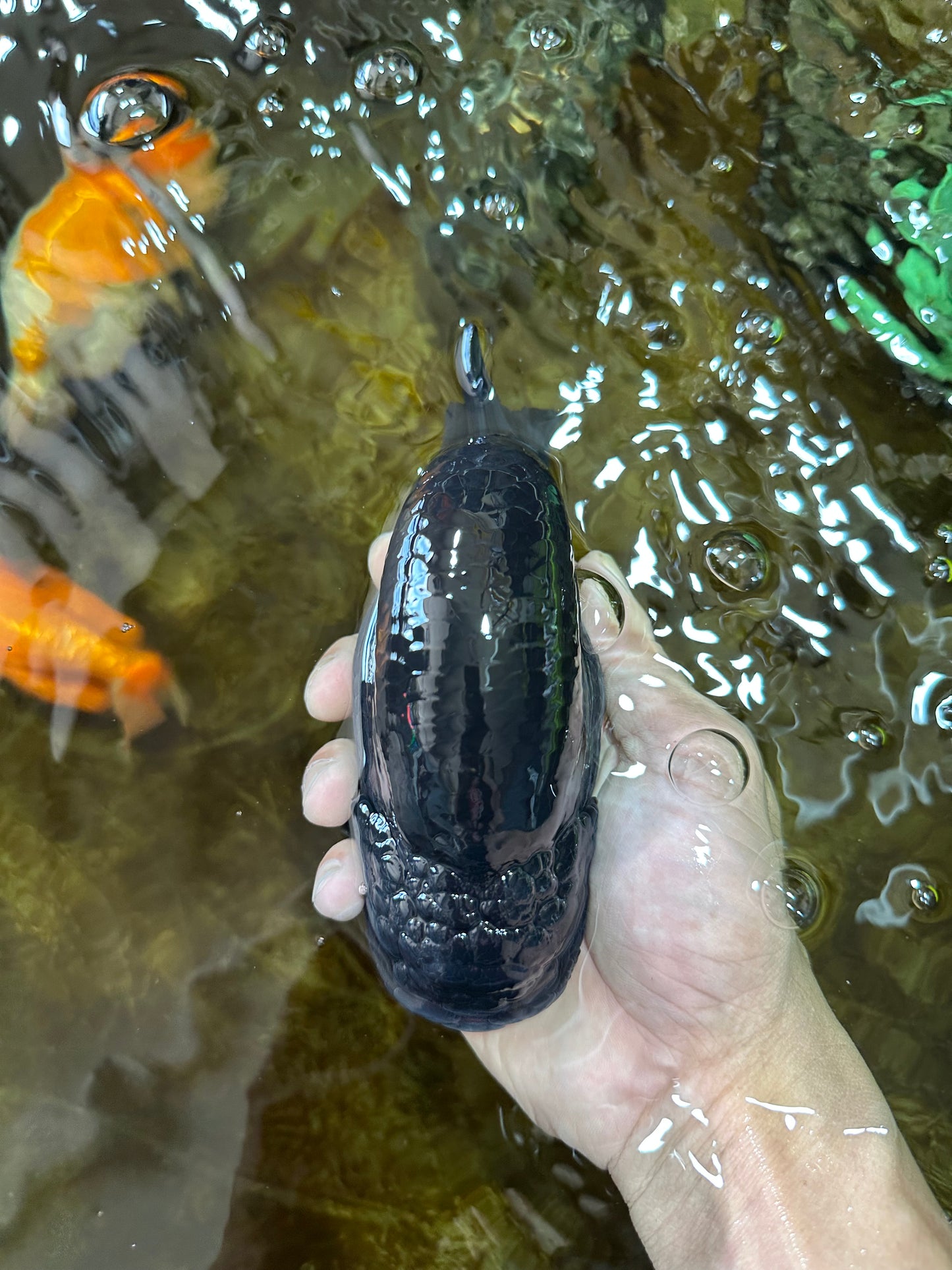 AAA Grade SPECIAL Kingkong Black Ranchu Male 5.5-6 inches #091225RC_03
