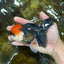 A Grade Tricolor Oranda Male 5-5.5 inches #090525OR_15