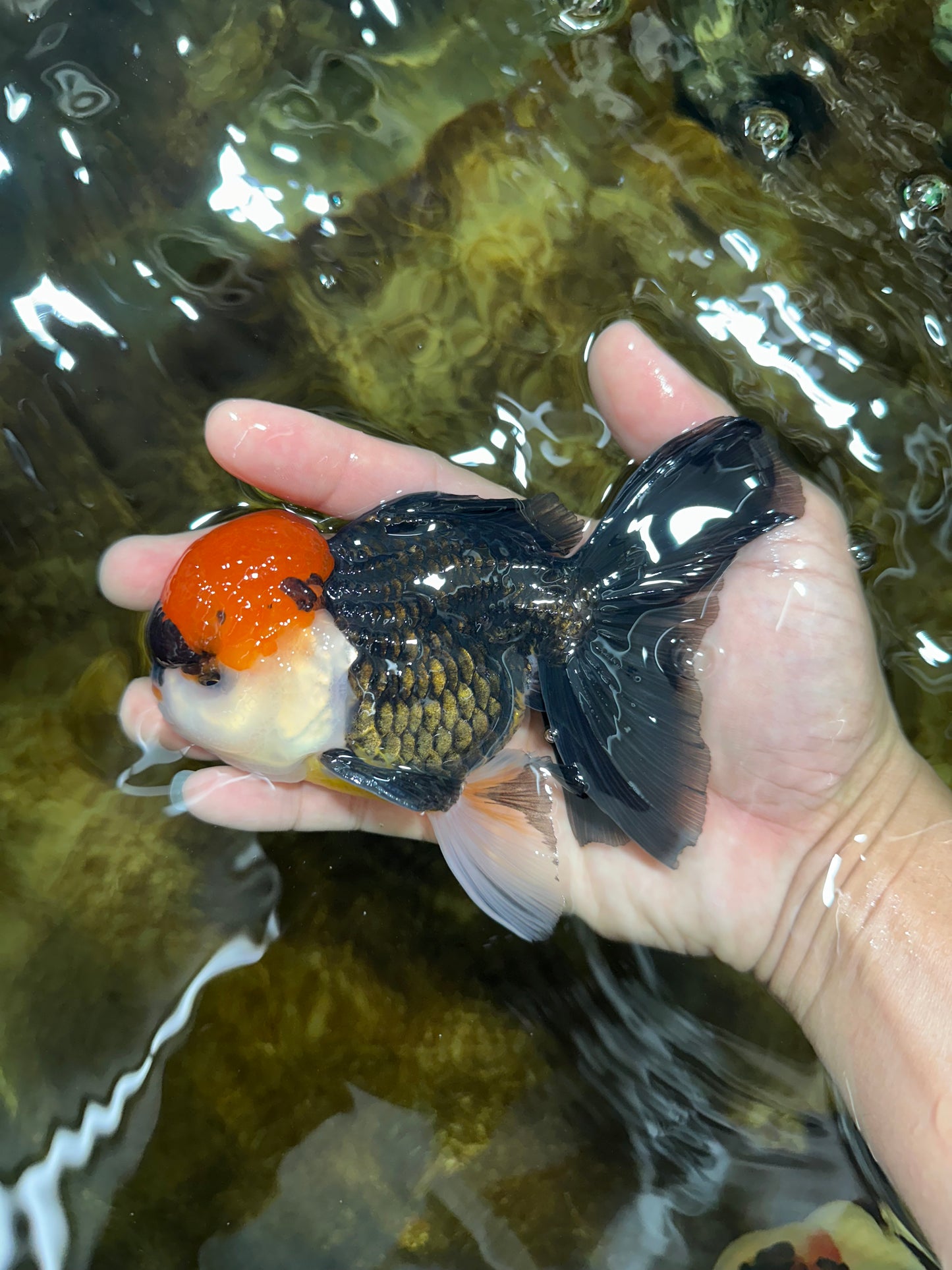 A Grade Tricolor Oranda Male 5-5.5 inches #090525OR_15