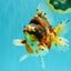 AAA Grade Special Indonesia Calico Ryukin Male 6-6.5 inches #100226RK_01