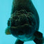 CHUBBY AAA Grade Black Ranchu Female 5-5.5 inches #062626RC_11
