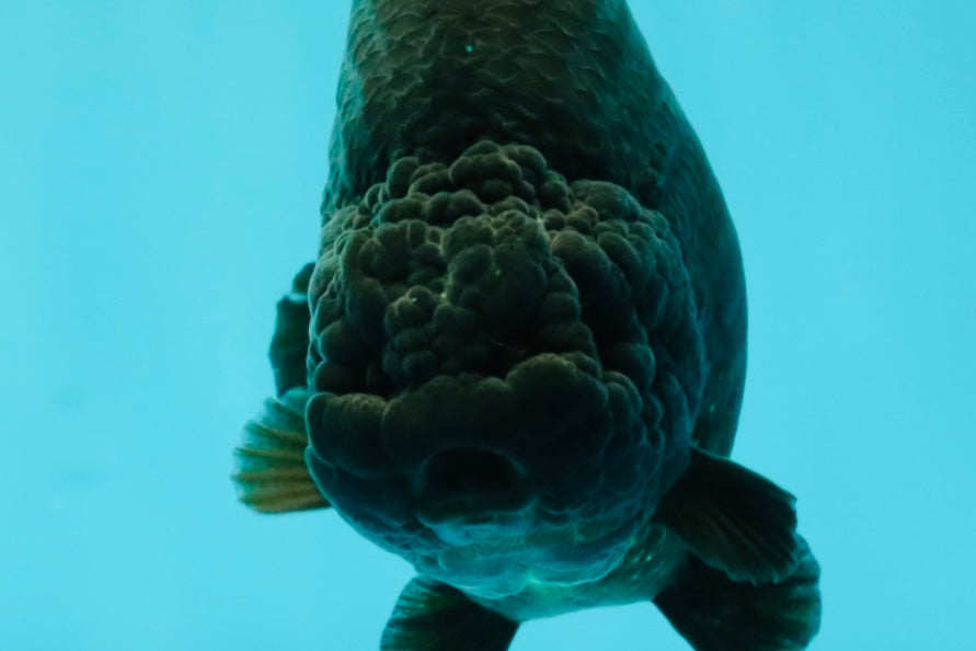 CHUBBY AAA Grade Black Ranchu Female 5-5.5 inches #062626RC_11