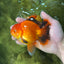 AAA Grade Apache Oranda Male 5-5.5 inches #050925OR_51