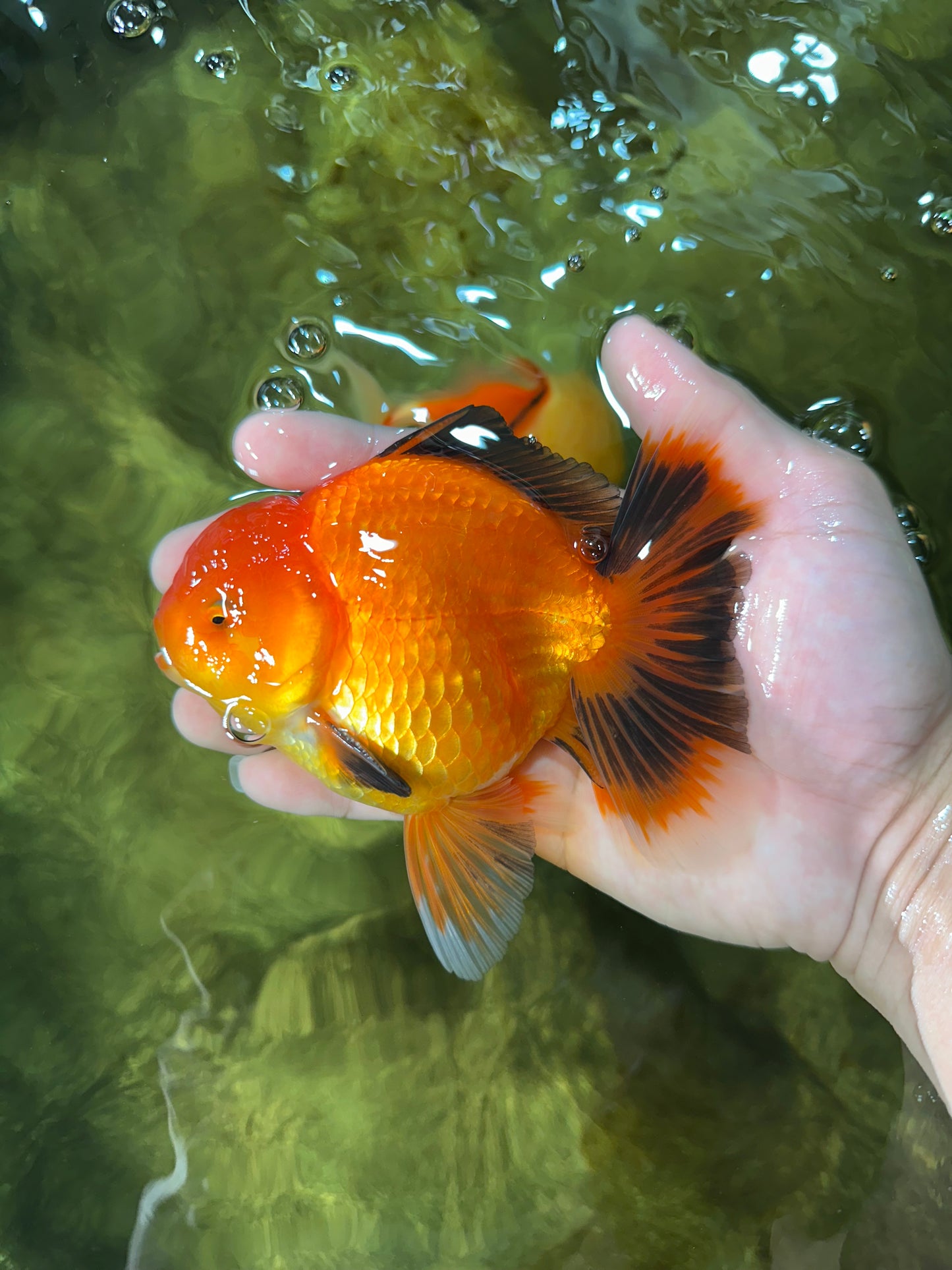 AAA Grade Apache Oranda Male 5-5.5 inches #050925OR_51