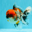A Grade Godzilla Red Head Kirin Oranda Male 6-6.5 inches #031326OR_04