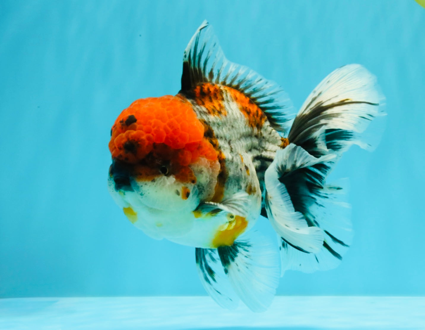 A Grade Godzilla Red Head Kirin Oranda Male 6-6.5 inches #031326OR_04