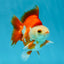 3rd Runner Up SHOW GRADE Red White Ryukin Male 3.5-4 inches #053025RK_9999