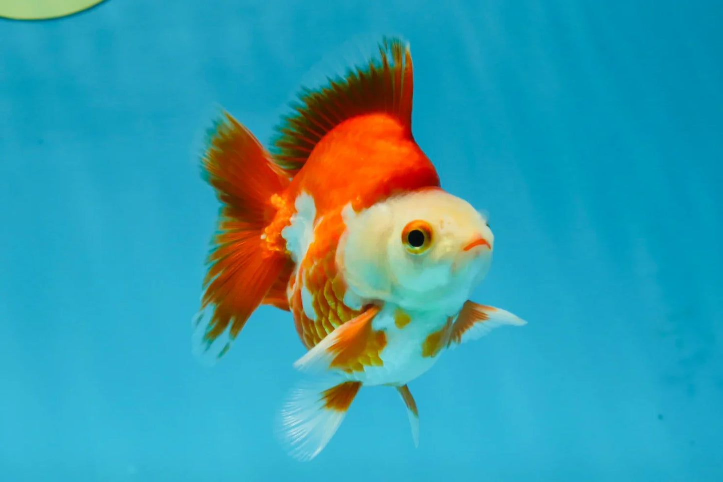 3rd Runner Up SHOW GRADE Red White Ryukin Male 3.5-4 inches #053025RK_9999