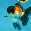 A Grade Tricolor Button Eyes Oranda Male 5-5.5 inches #080125OR_23