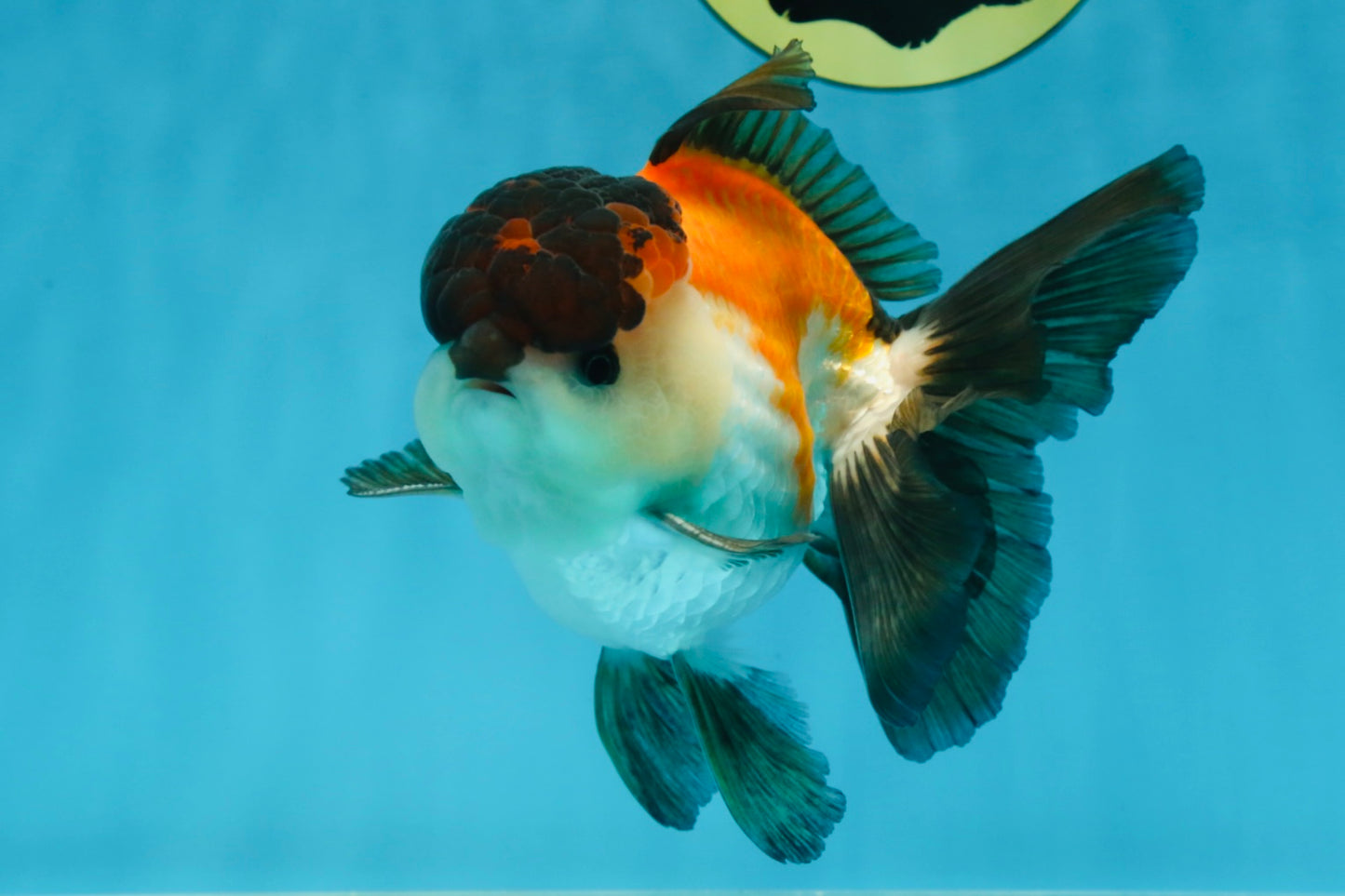 A Grade Tricolor Button Eyes Oranda Male 5-5.5 inches #080125OR_23