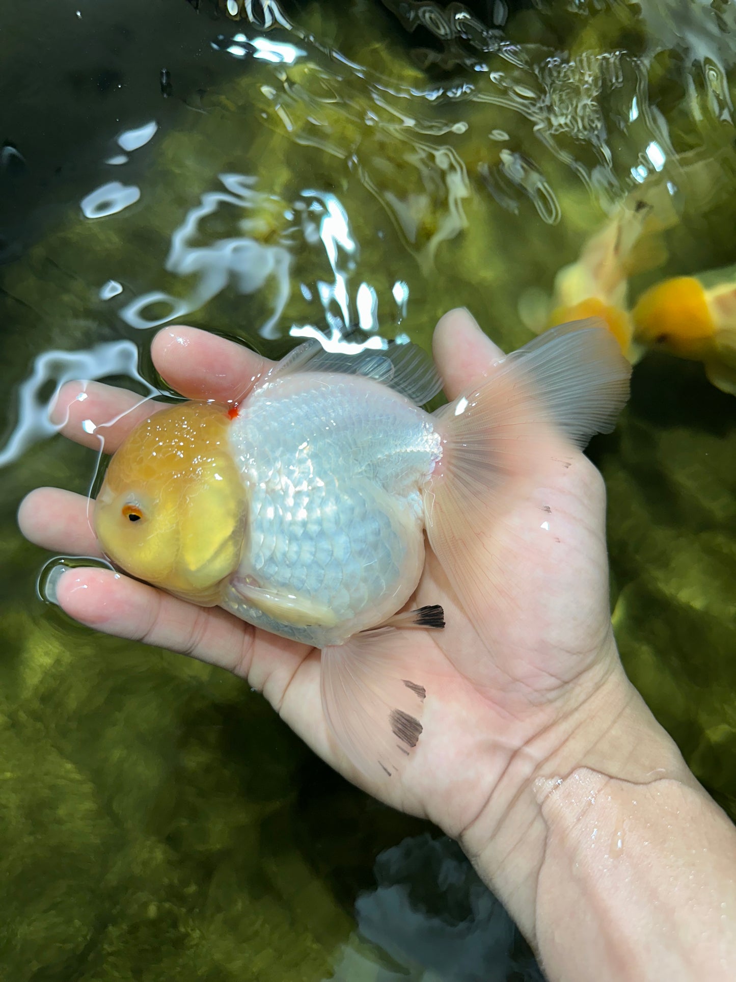 A Grade Snow White Oranda Female 5 inches #042525OR_03