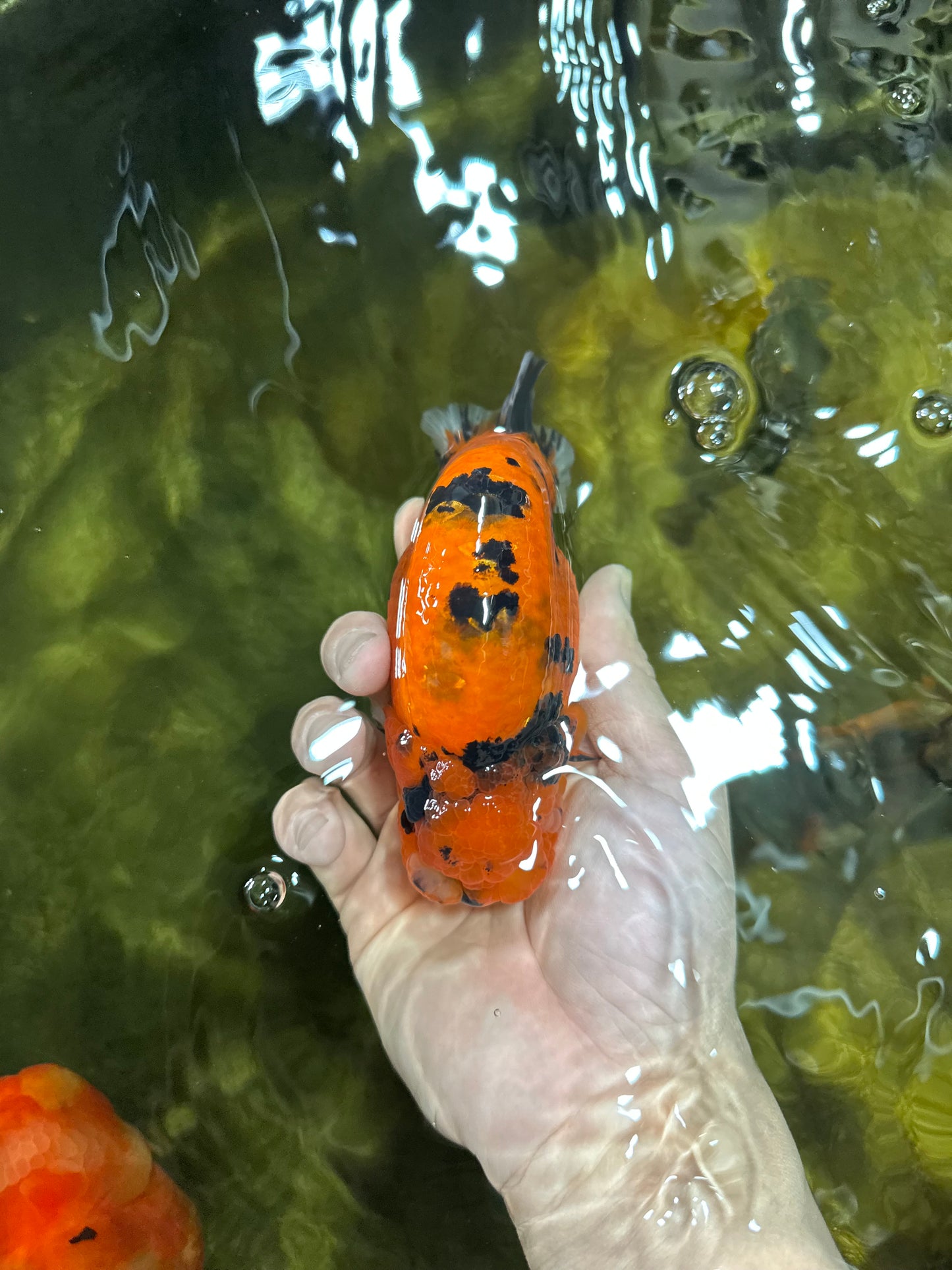 AAA Grade Cow Tiger LionKing 5 inches #050925LC_01