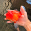 CHUNKY A Grade Cherry Blossom Red White Oranda Male 5.5 inches #061926OR_25