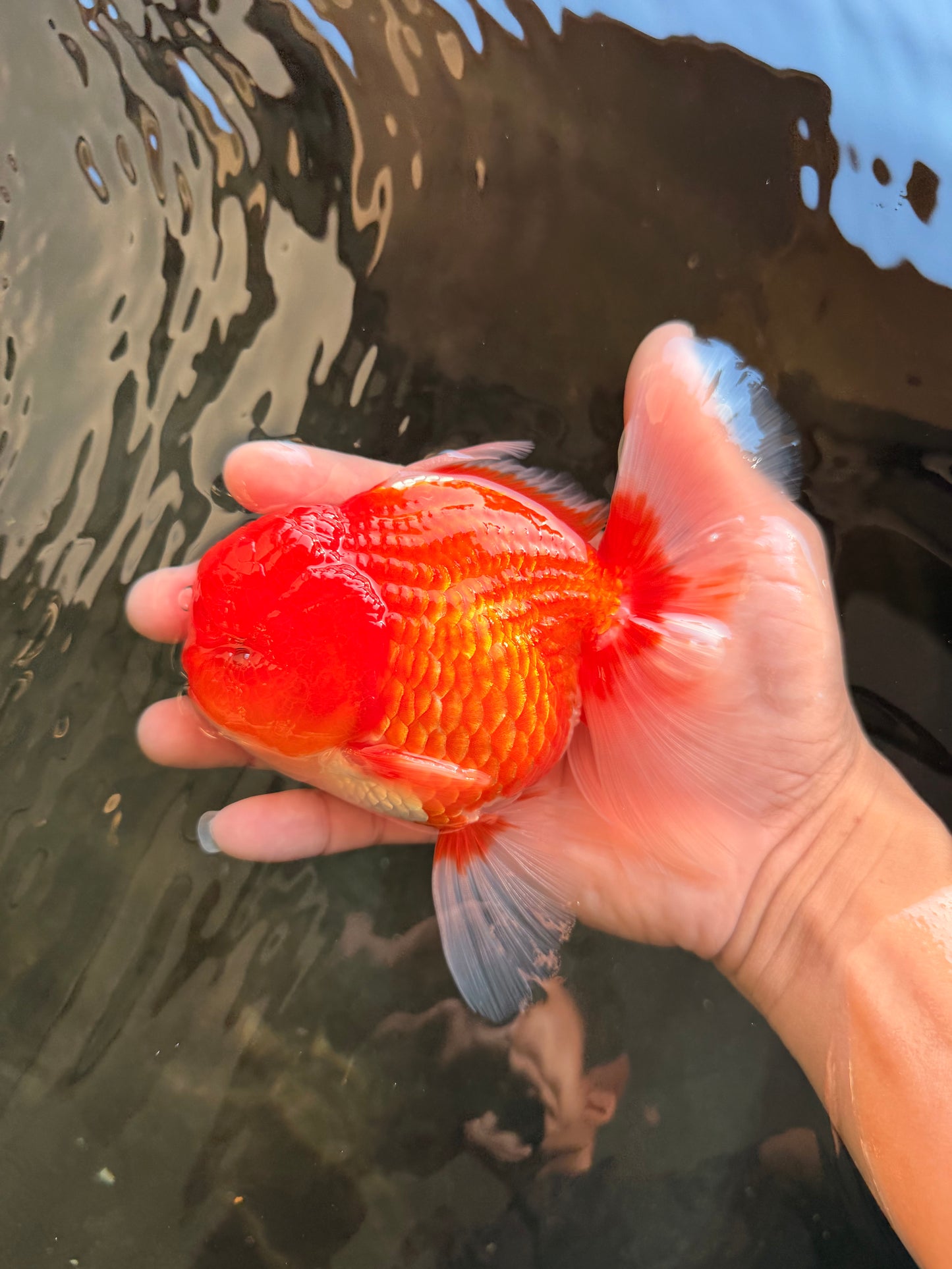 CHUNKY A Grade Cherry Blossom Red White Oranda Male 5.5 inches #061926OR_25